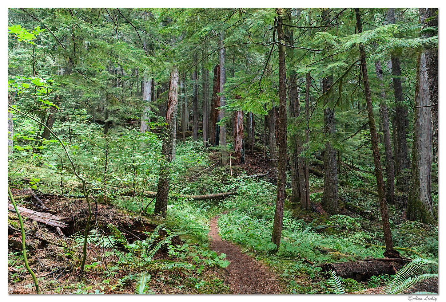 Trapper Creek Trail Focal World