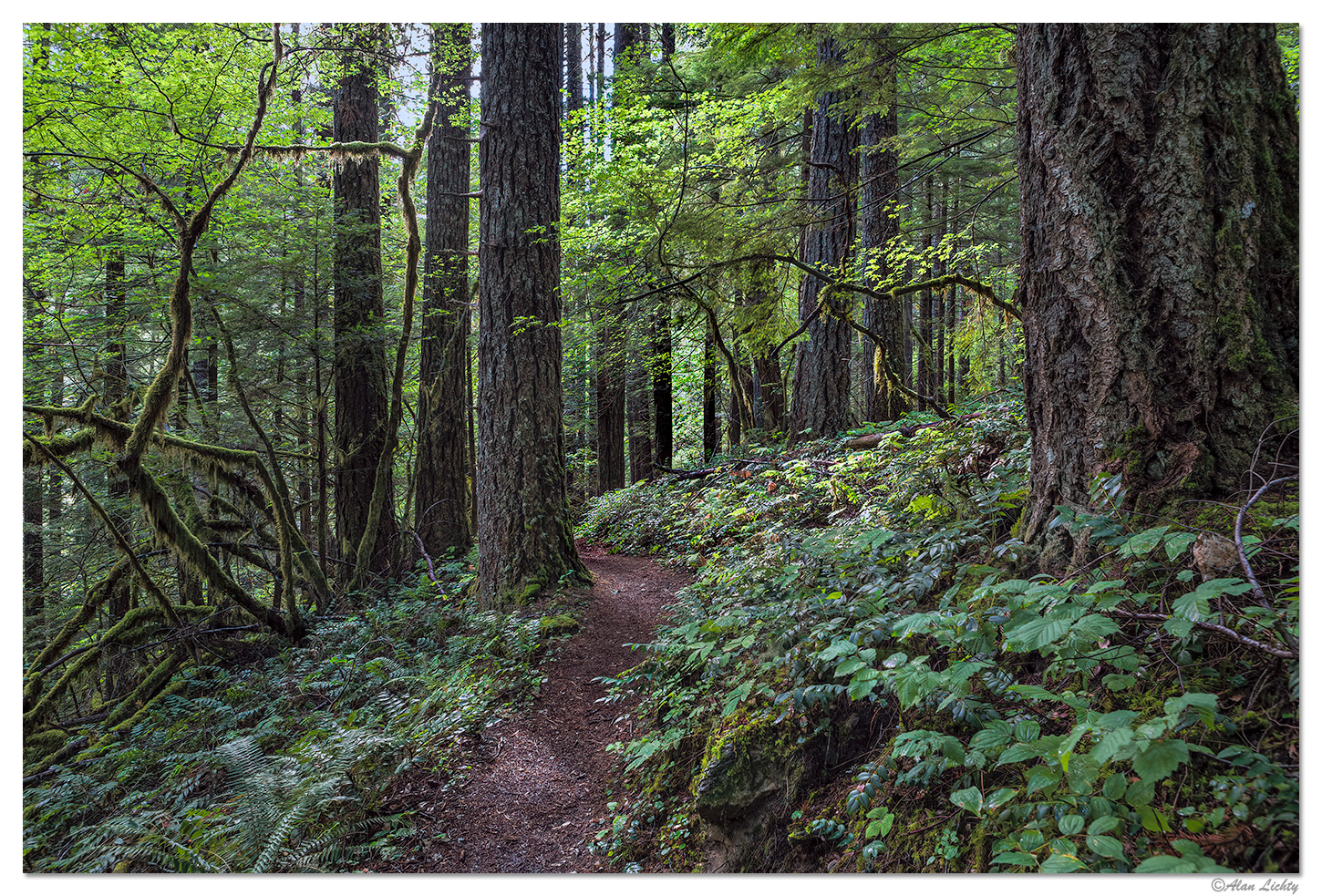 Trapper Creek Trail Focal World