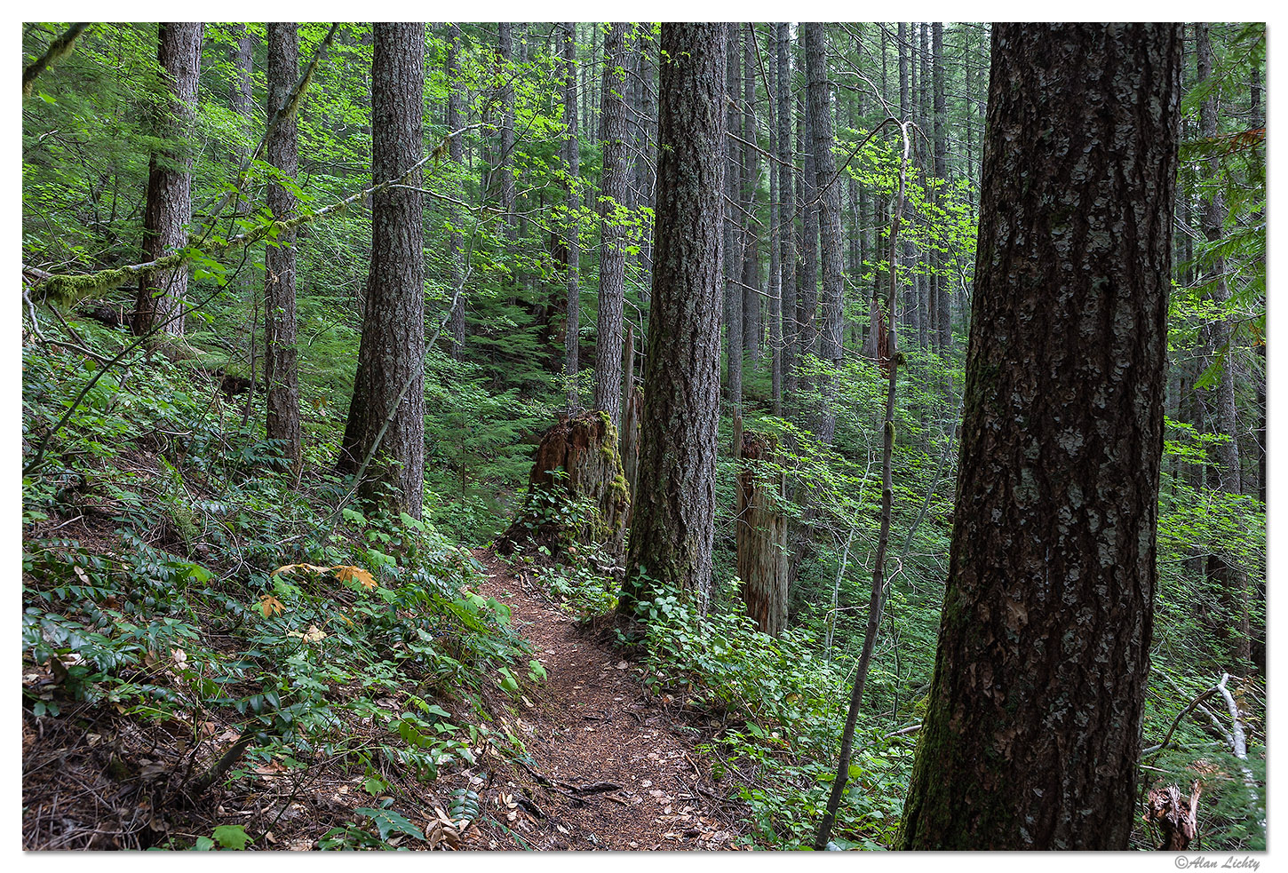 Trapper Creek