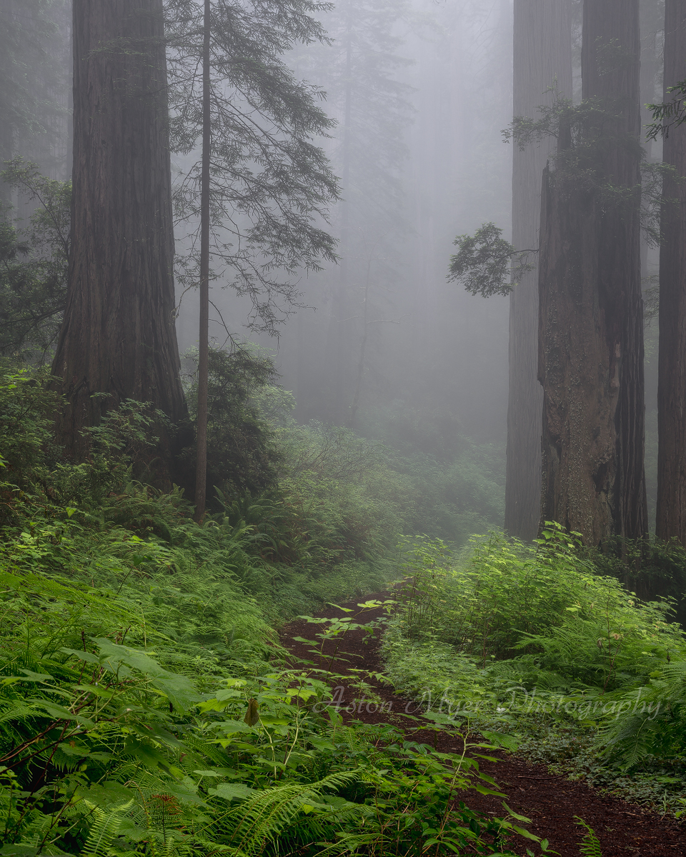 Verdant Pathway