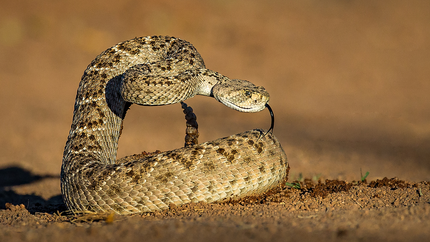 Western Diamondback Rattlesnake | Focal World