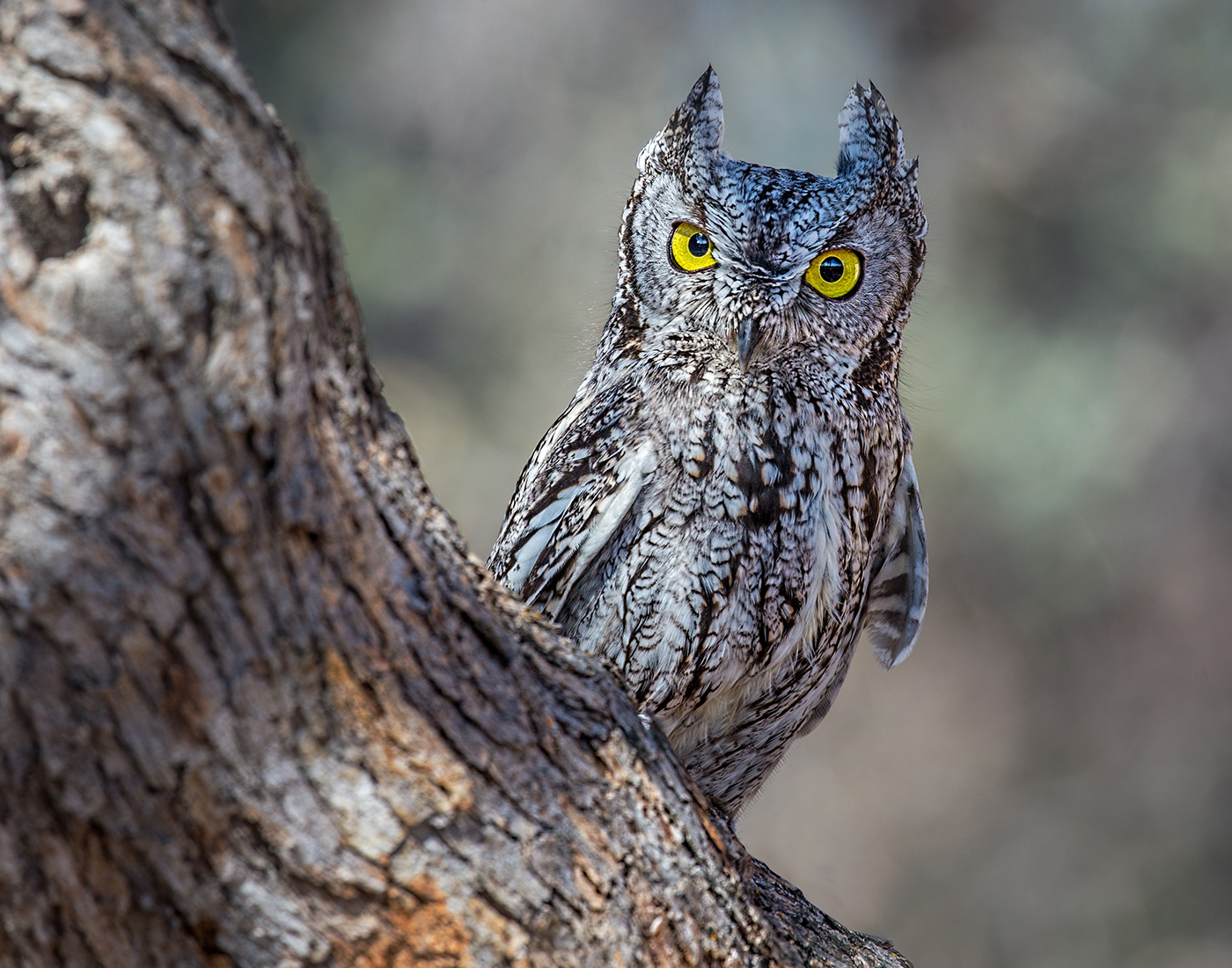 Western Screech Owl Focal World