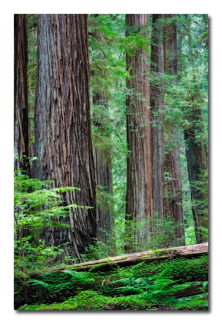 Wooded View